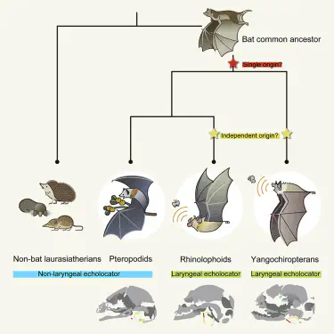 コウモリ類の超音波器官の進化発生学：エコーロケーションの進化的起源